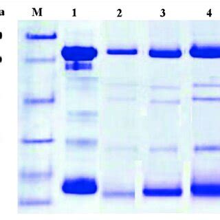 Sodium Dodecyl Sulfate Polyacrylamide Gel Electrophoresis Of Igy