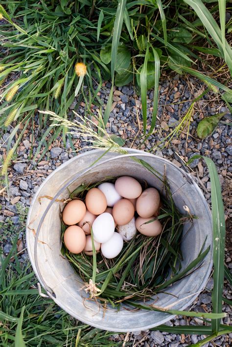 Archives Des Une Poule Peut Elle Pondre Oeufs Par Jour Poulorama