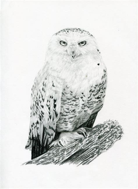 Snowy Owl by LittleDarkChild on DeviantArt