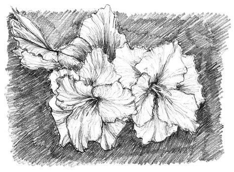 Pencil Drawing Of Gladiolas From The Garden