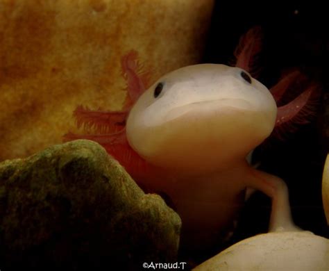 smiling axolotl Axolotl. smiling pets :) (44 pics) - anacollege