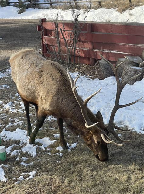 Elk in Estes Park (+Where To See & Best Time)