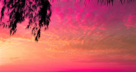 tree on sunset of beautiful a tropical on pink sky background as summer ...