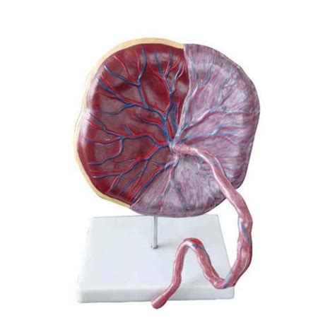 Placenta Model