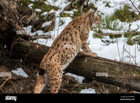 Eurasian lynx (Lynx lynx) hunting and looking for prey in the taiga ...