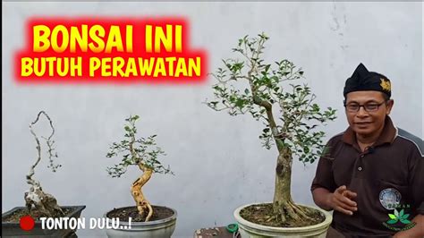 Perawatan Untuk Bonsai Kemuning YouTube