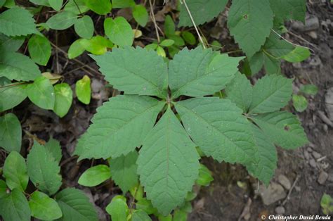 Parthenocissus quinquefolia | Illinois Botanizer