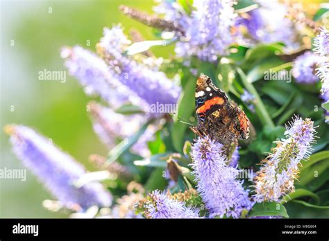 Almirante rojo mariposa Vanessa Atalanta alimentando el néctar de una