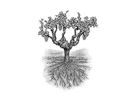 steven noble illustrations  vine woodcut