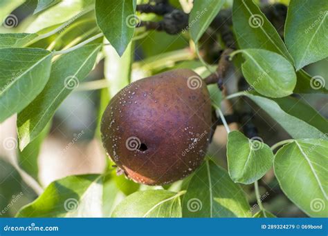 Pear Moniliosis Pears Rot On A Tree Stock Image Image Of Shrub