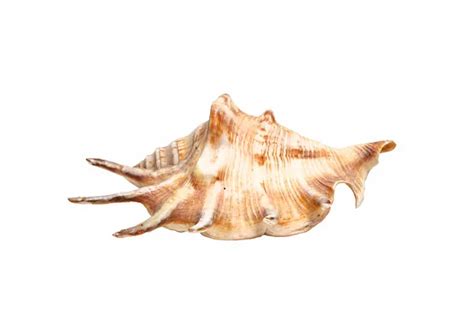 Conch Crustacean Stock Photos Royalty Free Conch Crustacean Images