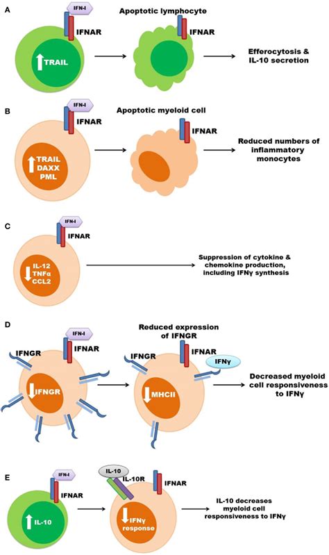 Frontiers Type I Interferons In Bacterial Infections Taming Of