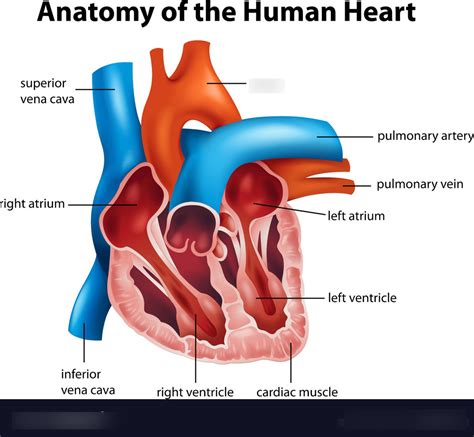 The Circulatory System Part A Terms Diagram Quizlet