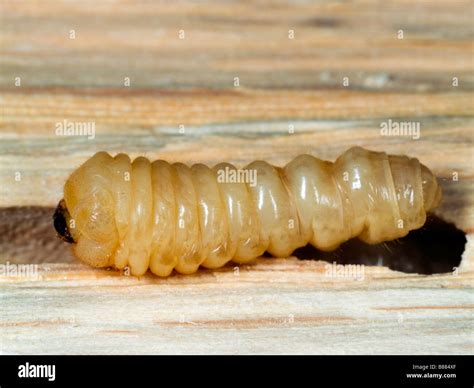 Larva Of A Woodworm Beetle Found In Oak Surrey England Uk Stock