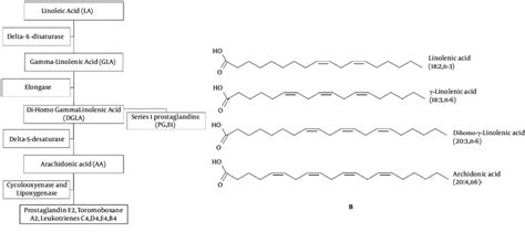 Gamma Linolenic Acid