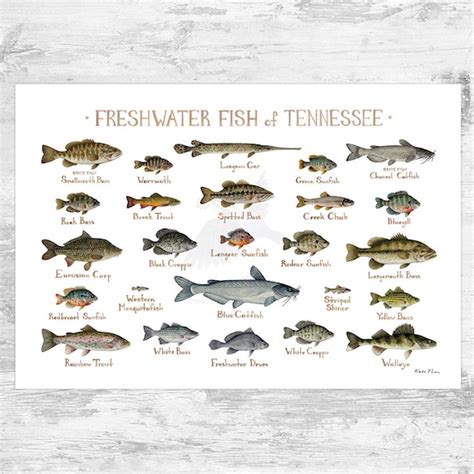 Warmwater Gamefish Poster Identification Chart