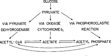 Figure 9 From Crystalline Pyruvate Oxidase From Escherichia Coli Iii