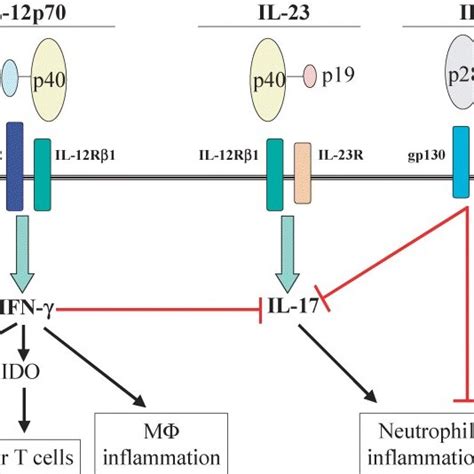 Key features of IL-12 family members. IL-12 and IL-23 share a common ...