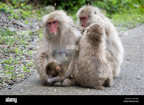 wild japanese macaque family young macaques grooming  mother