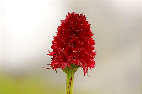 Nigritella Miniata Nigritella Miniata Orchidaceae 198 20 Flickr