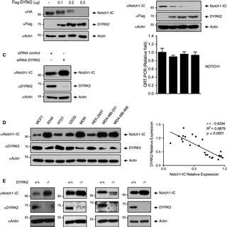 DYRK2 Regulates Notch1 IC Protein Levels Via Fbxw7 Mediated Proteasomal