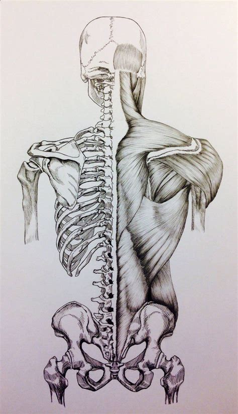 Skull to Pelvis Back Bones Muscles by BillyDoubleU Arte de anatomía