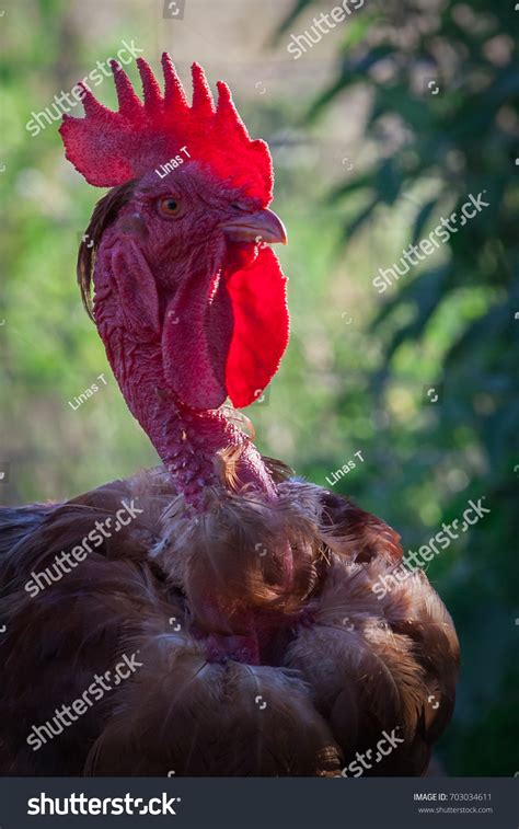 Naked Neck Rooster Lighting Crest Stock Photo 703034611 Shutterstock