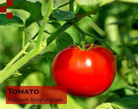 Binomial Nomenclature Or Scientific Name Of Tomato