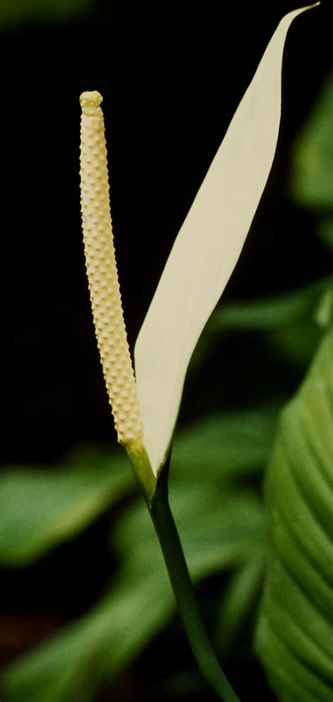 Spathiphyllum Cannifolium Araceae Image At Phytoimages Siu Edu