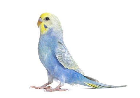 PÁjaro Carpintero Características Alimentación Reproducción