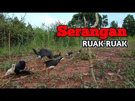 Perjuangan Mikat Burung Ruak Ruak Easy Bird Trap Racik Gantung