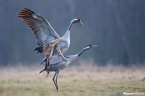 Żurawie Poland WildLife Kutno