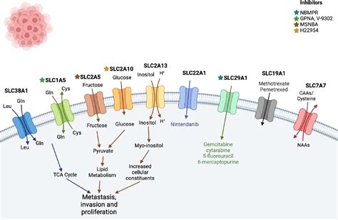 Figure 3 From Targeting Solute Carrier Transporters SLCs As A