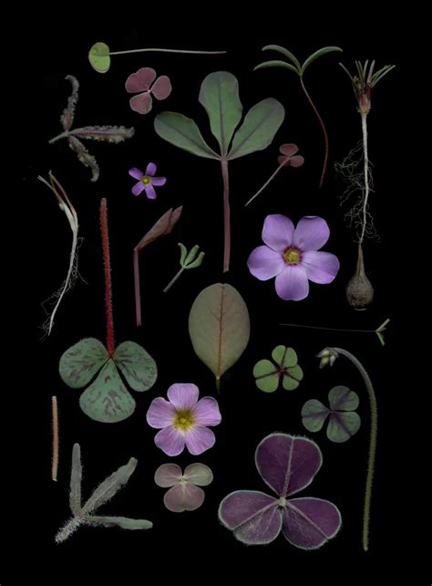 Unlocking the Secrets of the Amarillo Wildflower 2