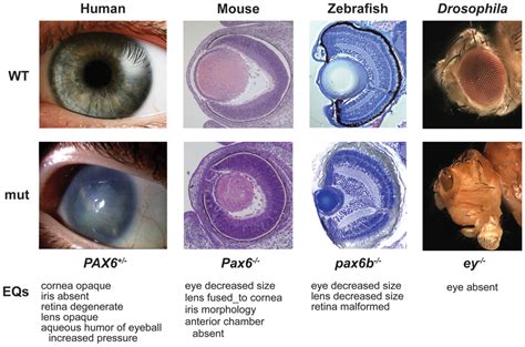 Representation Of Phenotypes Phenotypes Of Wild Type Top And Pax6