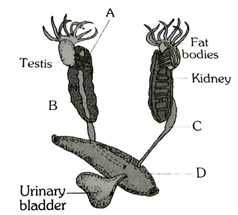 Frog Reproductive System