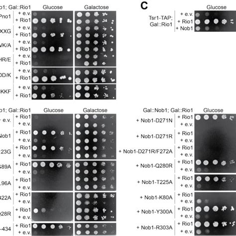 A Growth Of Cells Expressing Wild Type Pno Or Pno Mutants With And