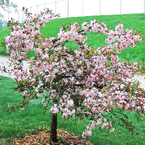 Pink Princess Crabapple — Affordable Trees