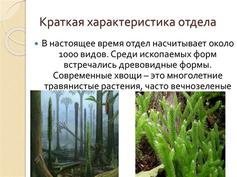 Отдел Плауновидные – Lycopodiophyta - презентация онлайн