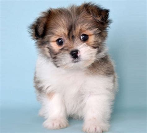 Pomeranian Shih Tzu Mix With Pictures 13 Things Owners Need To Know