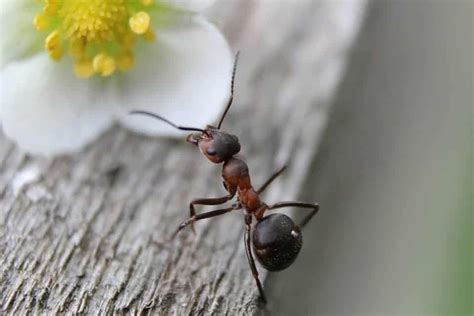 Lutilité des fourmis