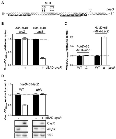 Hfq Binding To HdeD MRNA Is Required To Induce MRNA Decay A Mutation