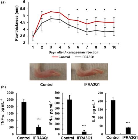 Ifra Q Inhibits Carrageenaninduced Inflammation In Vivo A Balb C