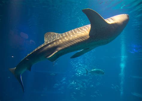 Shark Whale In Kaiyukan Aquarium Kansai Region Osaka Ja Flickr