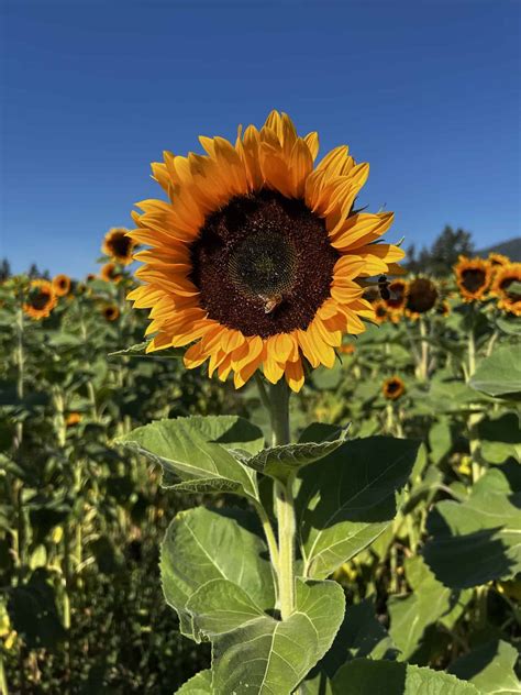 How Long Does It Take For A Sunflower To Grow A Timeline For Your