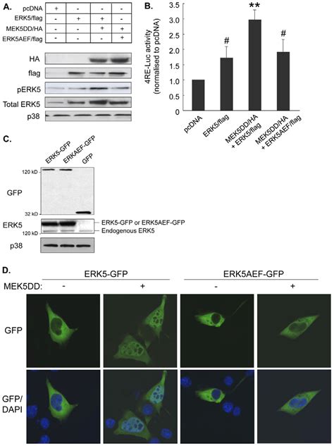 The Mek5 Erk5 Pathway Has A Regulatory Role In Myogenesis C2 Myoblasts