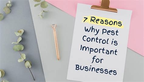 7 Reasons Why Pest Control Is Important For Businesses Bingo Pest