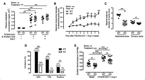 Deletion Of Bmal Brain And Muscle Arnt Like Protein In Smooth