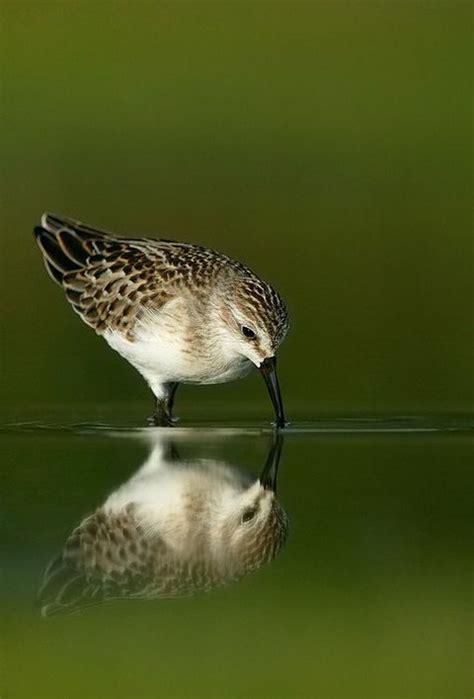 Semipalmated Sandpiper Arthur Morris Arthur Morris Bird Life List