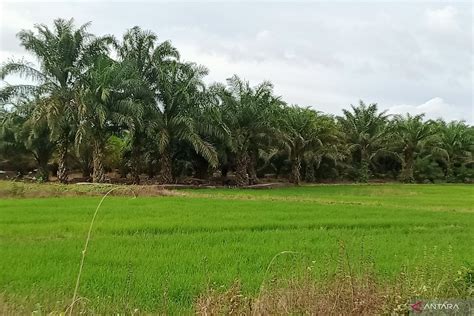 Hektare Lahan Pertanian Di Penajam Hasilkan Ton Gabah